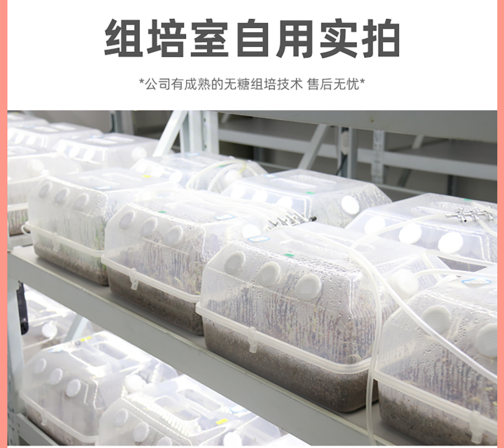 無糖培養(yǎng)盒_12.jpg